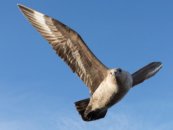 Ross Sea & Antarctic Circle voyage 