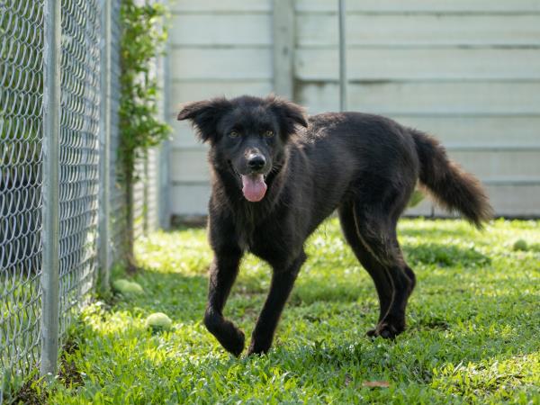 Dog rescue family volunteering, Thailand