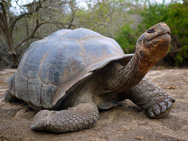 Galapagos Islands small ship cruise vacation