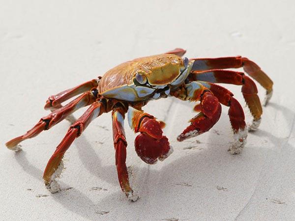 Galapagos Islands small ship cruise vacation