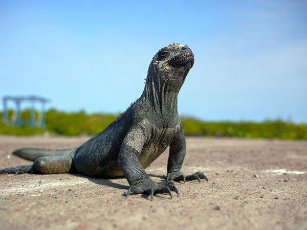 Galapagos Islands small ship cruise vacation