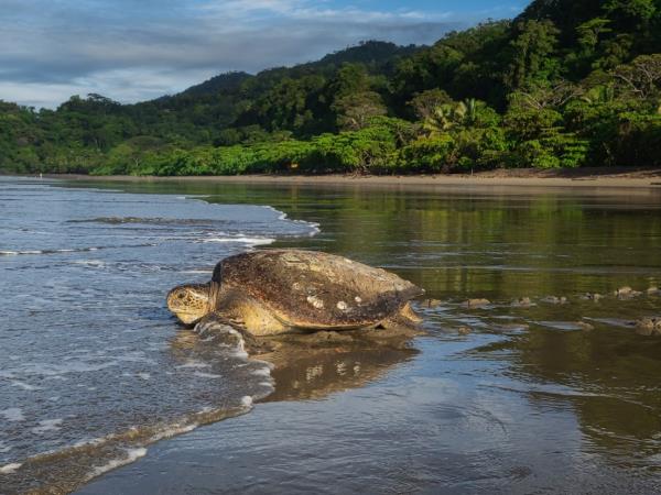 Family turtle conservation vacation, Costa Rica