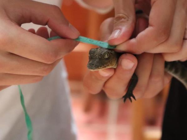 Family turtle conservation vacation, Costa Rica