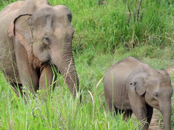 Elephant family conservation vacation, Sri Lanka 
