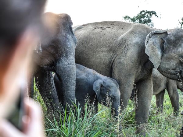 Elephant family conservation vacation, Sri Lanka 