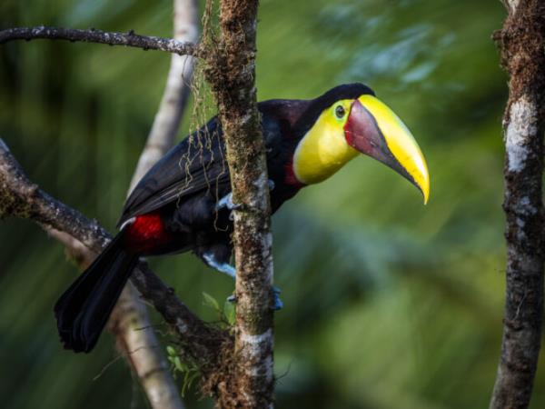 Rare wildlife vacation, Costa Rica