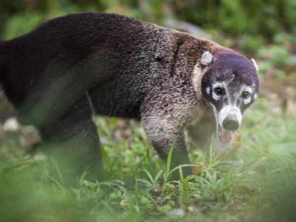 Rare wildlife vacation, Costa Rica