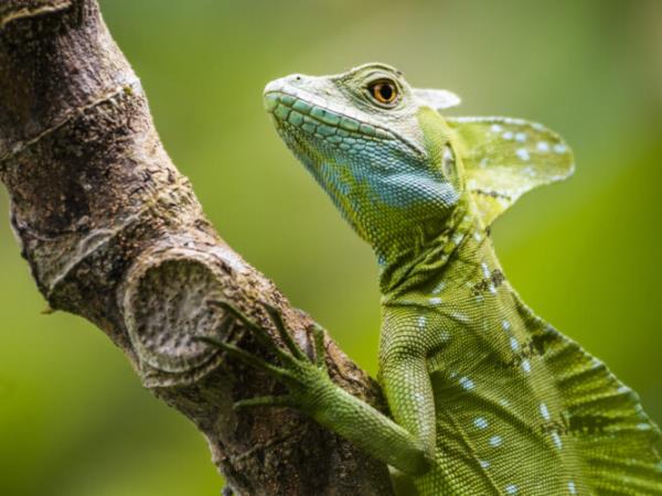 Rare wildlife vacation, Costa Rica
