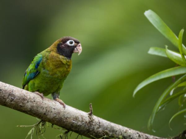 Rare wildlife vacation, Costa Rica