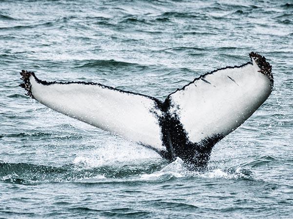 Iceland circumnavigation cruise