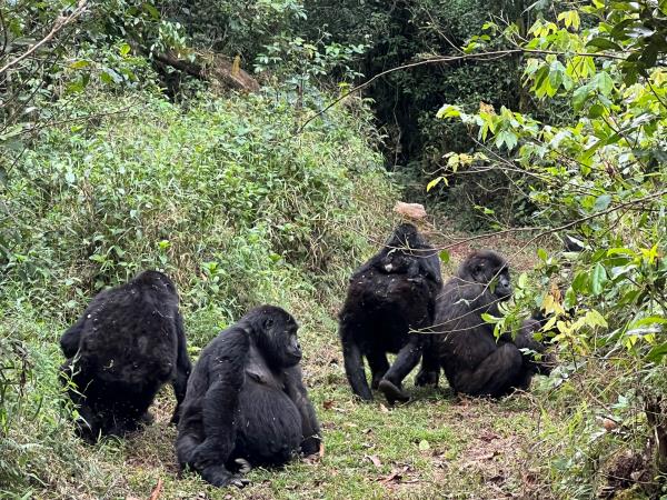 Luxury gorilla fly in safari, Uganda