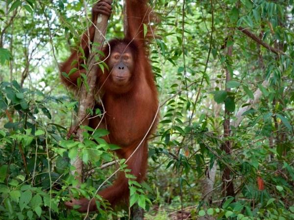 Family wildlife rescue vacation, Thailand