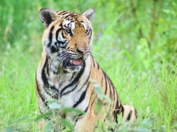 Family wildlife rescue vacation, Thailand