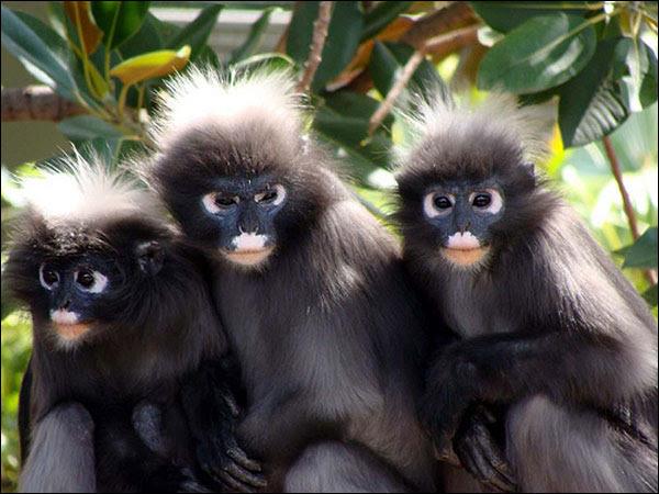 Family wildlife rescue vacation, Thailand