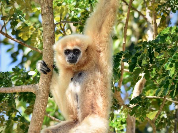 Family wildlife rescue vacation, Thailand