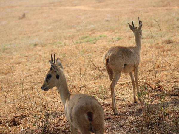 Uganda safari activity adventure