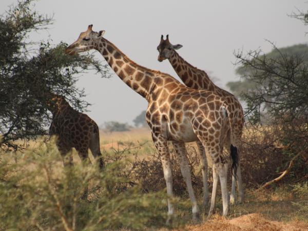 Uganda safari activity adventure