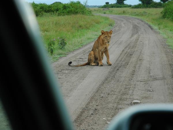 Uganda safari activity adventure