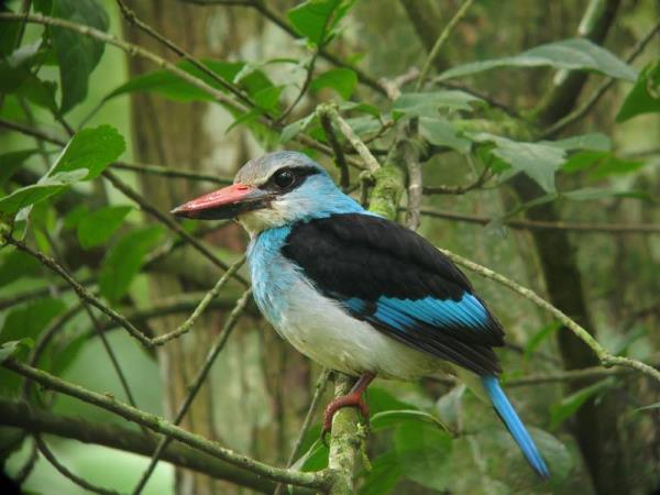 Uganda safari activity adventure