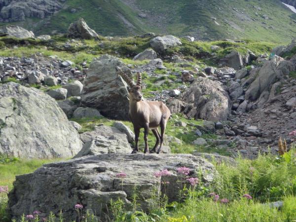 Tour du Mont Blanc, self guided hiking