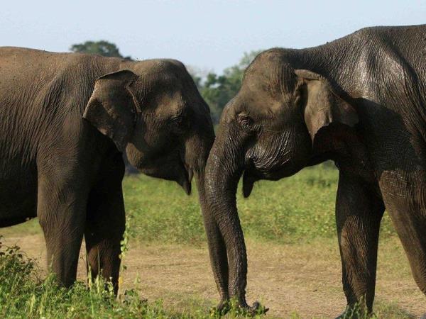 Luxury wildlife vacation in Sri Lanka