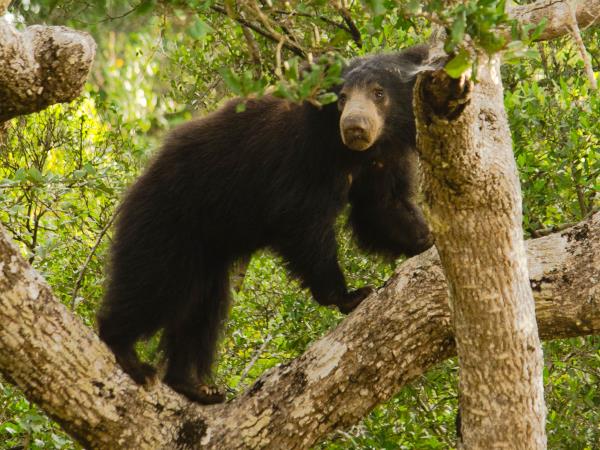Luxury wildlife vacation in Sri Lanka