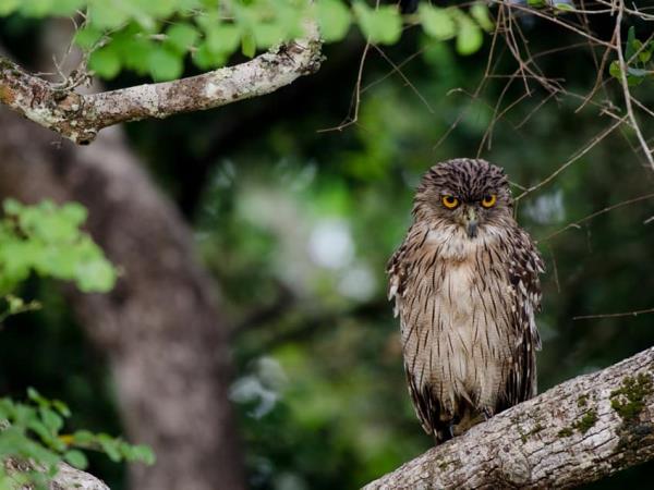Luxury wildlife vacation in Sri Lanka