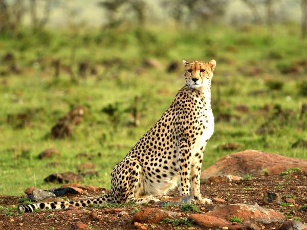 Ultimate Kenya honeymoon