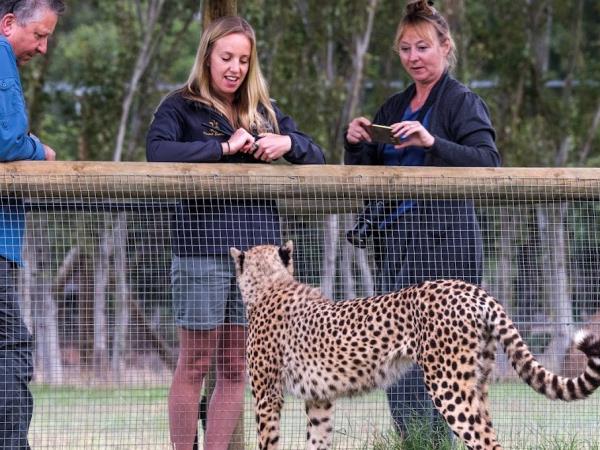 Cheetah conservation vacation, South Africa