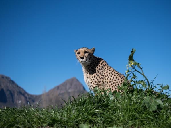Cheetah conservation vacation, South Africa