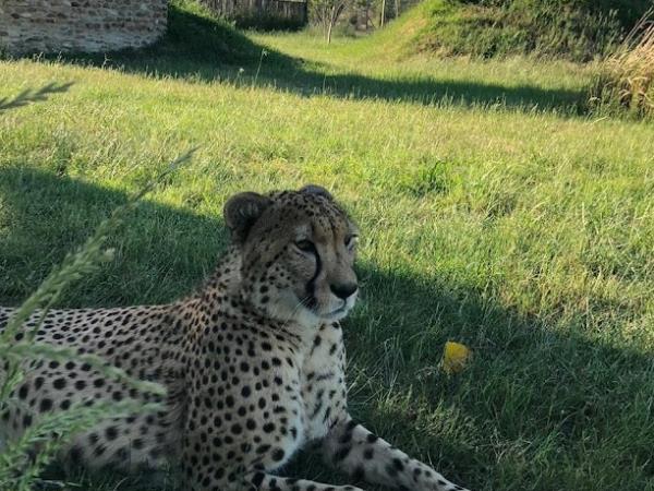 Cheetah conservation vacation, South Africa