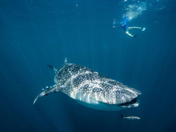 Japan, Philippines and Indonesia expedition cruise