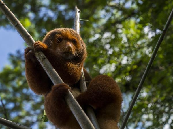 Kermadec Islands wildlife cruise