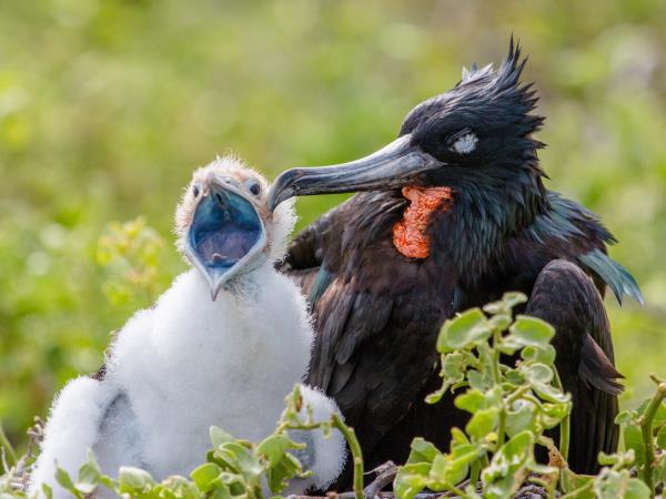 Galapagos and Ecuador bear watching vacation