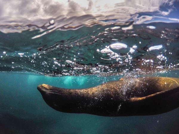 Galapagos and Ecuador bear watching vacation