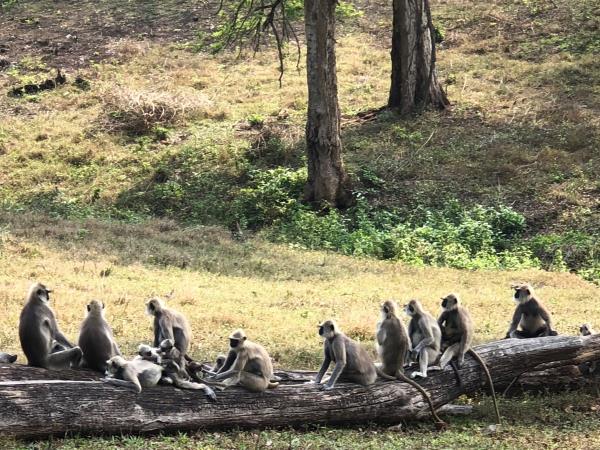 Nilgiri Hills nature and indigenous culture vacation, India