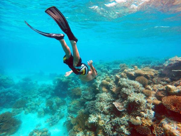 Maldives snorkeling & shipwreck self guided tour