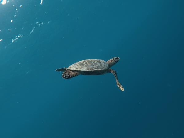 Maldives snorkeling & shipwreck self guided tour