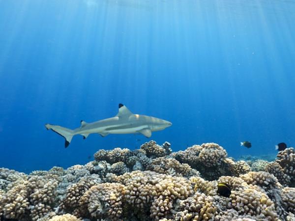 Maldives snorkeling & shipwreck self guided tour