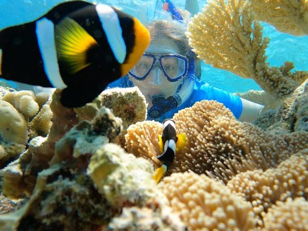 Maldives snorkeling & marine life awareness tour