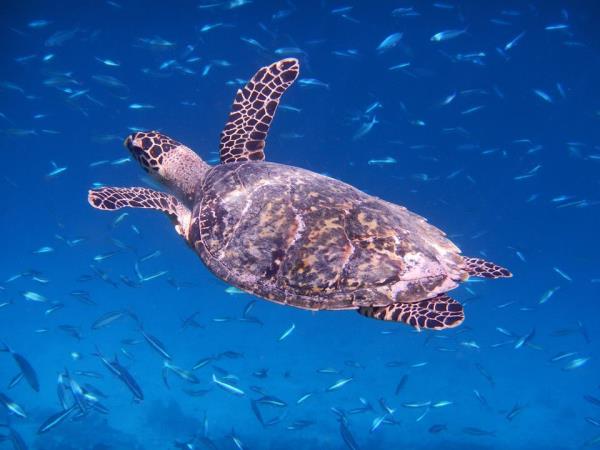 Maldives snorkeling & marine life awareness tour