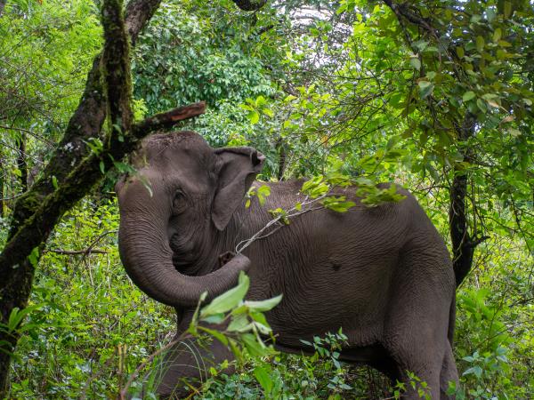 Community volunteering and elephant watching, Thailand