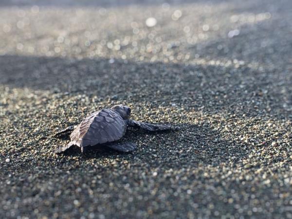 Costa Rica Caribbean coast vacation
