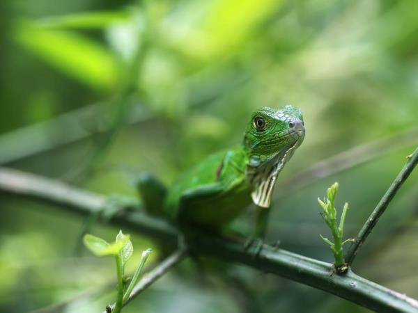 Costa Rica luxury family vacation