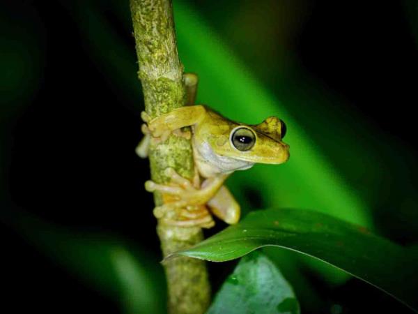 Costa Rica ecotourism vacation