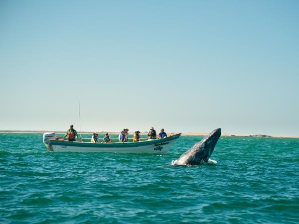 Baja kayaking and whale watching vacation