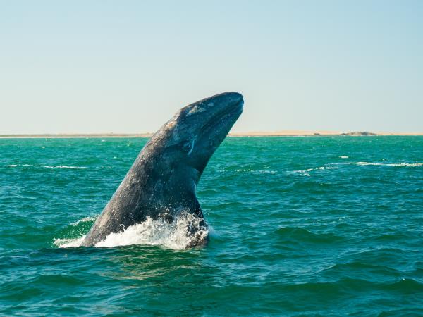 Baja kayaking and whale watching vacation