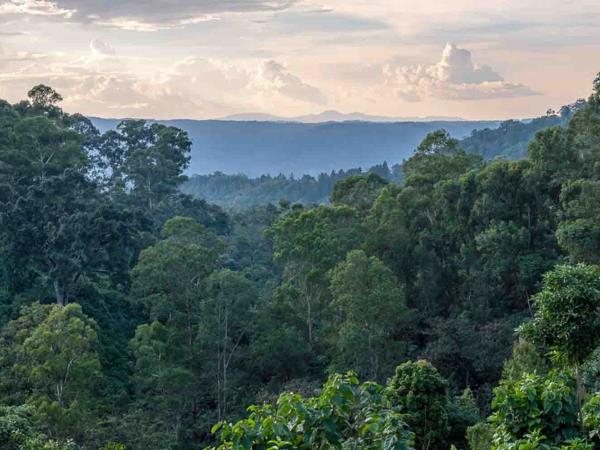 Ethiopia coffee tour