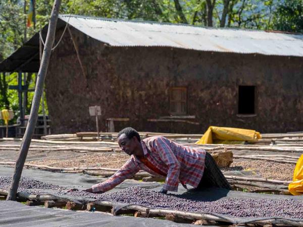 Ethiopia coffee tour