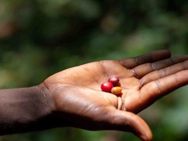 Ethiopia coffee tour